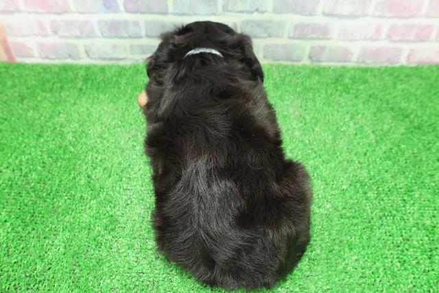 新潟県のチワックス(チワワ×ダックス) (Coo&RIKU新潟西店/2025年12月1日生まれ/男の子/ブラックタン)の子犬の4枚目の画像