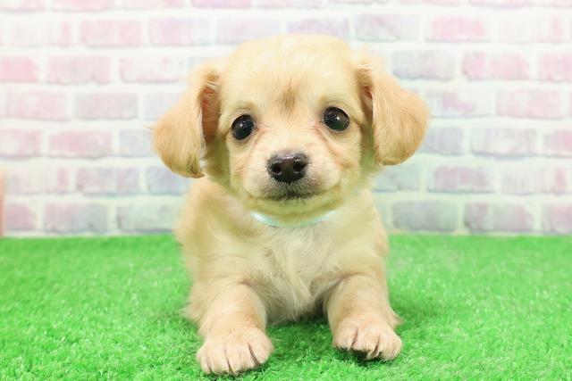 宮城県のチワックス(チワワ×ダックス) (Coo&RIKU仙台太白店/2025年12月1日生まれ/男の子/イエロー)の子犬の1枚目の画像