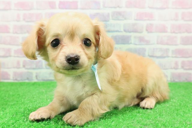 宮城県のチワックス(チワワ×ダックス) (Coo&RIKU仙台太白店/2025年12月1日生まれ/男の子/イエロー)の子犬の2枚目の画像