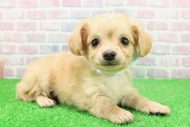 宮城県のチワックス(チワワ×ダックス) (Coo&RIKU仙台太白店/2025年12月1日生まれ/男の子/イエロー)の子犬の3枚目の画像