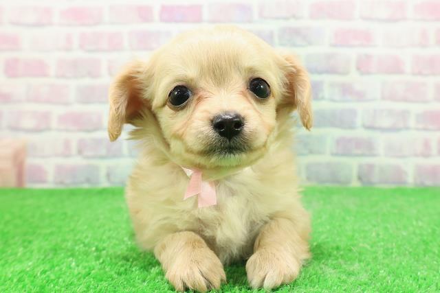 福島県のチワックス(チワワ×ダックス) (Coo&RIKU福島店/2025年12月1日生まれ/女の子/イエロー)の子犬の1枚目の画像