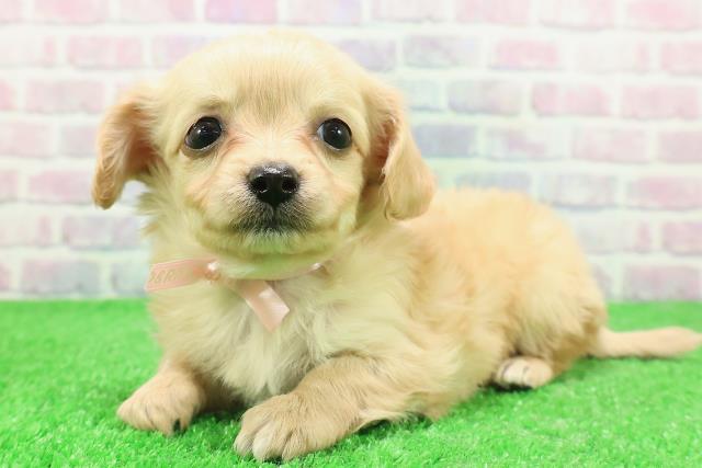 福島県のチワックス(チワワ×ダックス) (Coo&RIKU福島店/2025年12月1日生まれ/女の子/イエロー)の子犬の2枚目の画像