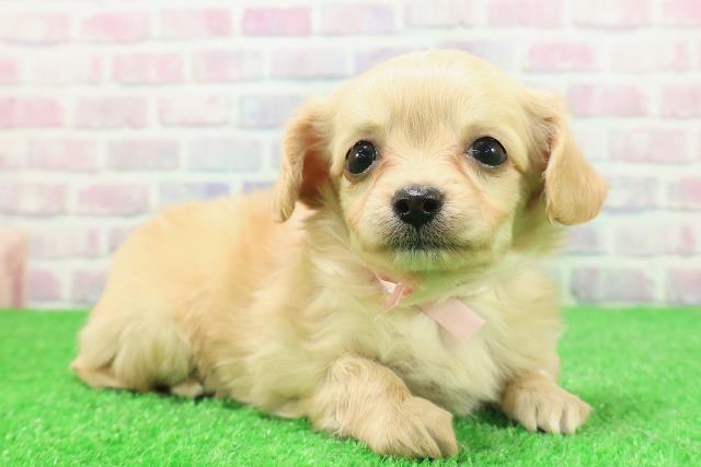 福島県のチワックス(チワワ×ダックス) (Coo&RIKU福島店/2025年12月1日生まれ/女の子/イエロー)の子犬の3枚目の画像