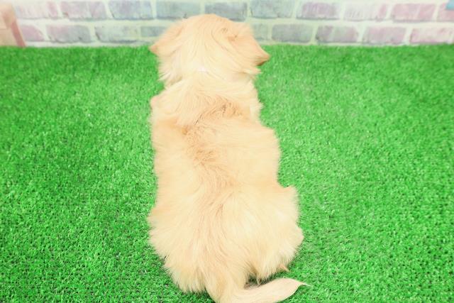 福島県のチワックス(チワワ×ダックス) (Coo&RIKU福島店/2025年12月1日生まれ/女の子/イエロー)の子犬の4枚目の画像