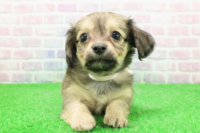 福島県のチワックス(チワワ×ダックス) (Coo&RIKUいわき店/2025年12月1日生まれ/女の子/レッド)の子犬の1枚目の画像