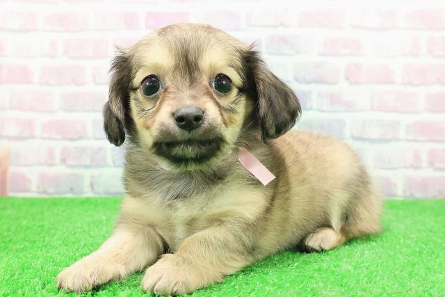 福島県のチワックス(チワワ×ダックス) (Coo&RIKUいわき店/2025年12月1日生まれ/女の子/レッド)の子犬の2枚目の画像