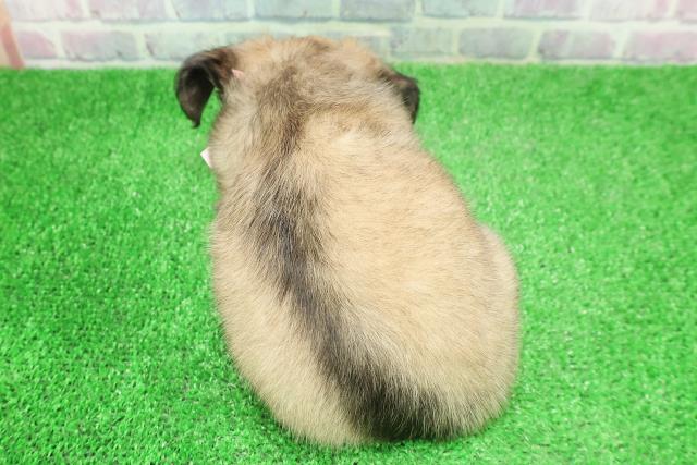 福島県のチワックス(チワワ×ダックス) (Coo&RIKUいわき店/2025年12月1日生まれ/女の子/レッド)の子犬の4枚目の画像