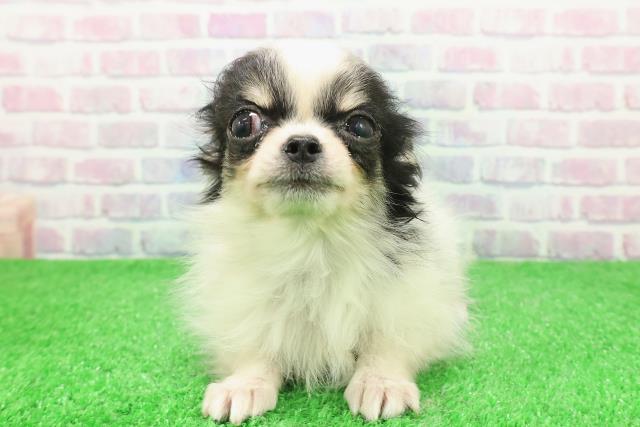 チワワ(ロングコート)