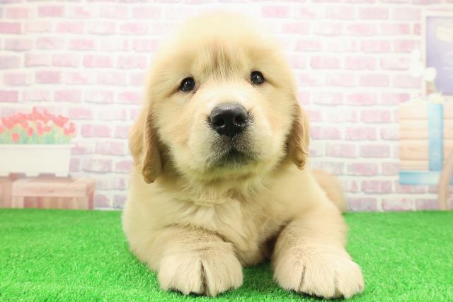 北海道のゴールデンレトリバー (Coo&RIKU帯広店/2025年12月2日生まれ/男の子/ゴールデン)の子犬の1枚目の画像
