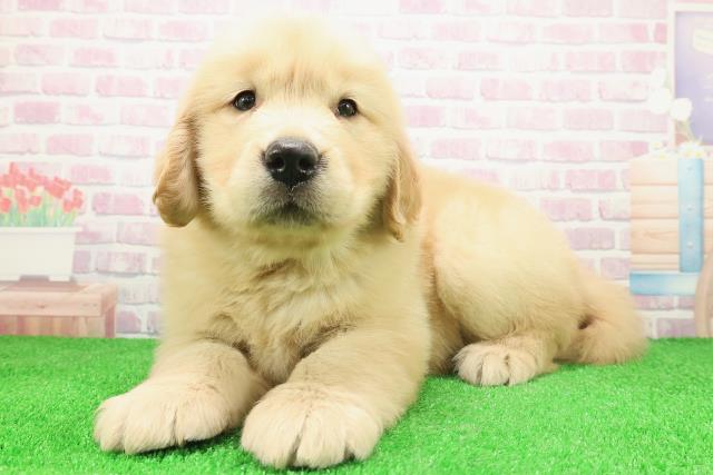 北海道のゴールデンレトリバー (Coo&RIKU帯広店/2025年12月2日生まれ/男の子/ゴールデン)の子犬の2枚目の画像