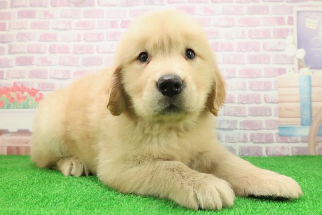 北海道のゴールデンレトリバー (Coo&RIKU帯広店/2025年12月2日生まれ/男の子/ゴールデン)の子犬の3枚目の画像