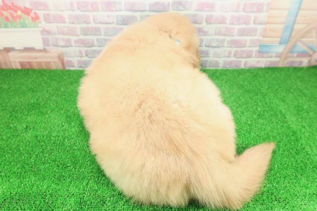 北海道のゴールデンレトリバー (Coo&RIKU帯広店/2025年12月2日生まれ/男の子/ゴールデン)の子犬の4枚目の画像