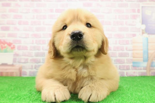 岩手県のゴールデンレトリバー (Coo&RIKU岩手盛岡店/2025年12月2日生まれ/女の子/ゴールデン)の子犬の1枚目の画像