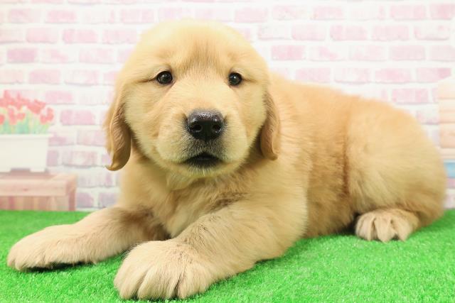 岩手県のゴールデンレトリバー (Coo&RIKU岩手盛岡店/2025年12月2日生まれ/女の子/ゴールデン)の子犬の2枚目の画像