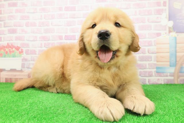 岩手県のゴールデンレトリバー (Coo&RIKU岩手盛岡店/2025年12月2日生まれ/女の子/ゴールデン)の子犬の3枚目の画像