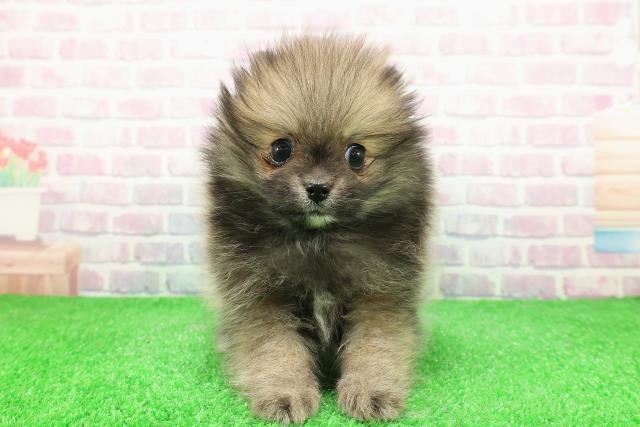 北海道のポメラニアン (Coo&RIKU北見店/2025年12月1日生まれ/男の子/オレンジ)の子犬