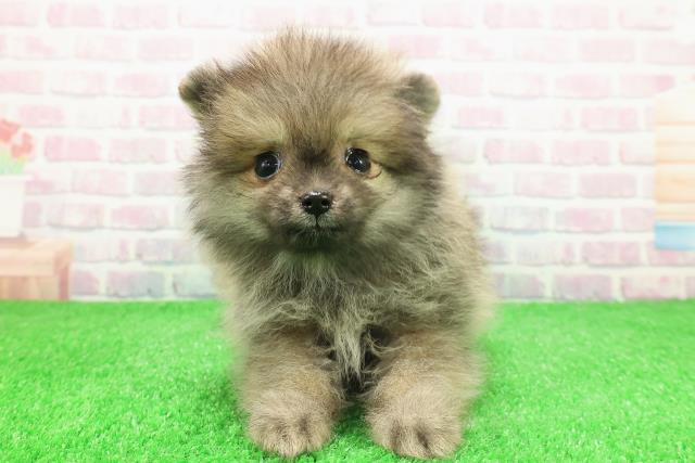 北海道のポメラニアン (Coo&RIKU岩見沢店/2025年12月1日生まれ/男の子/オレンジ)の子犬の1枚目の画像