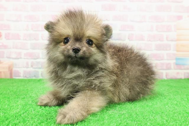 北海道のポメラニアン (Coo&RIKU岩見沢店/2025年12月1日生まれ/男の子/オレンジ)の子犬の2枚目の画像