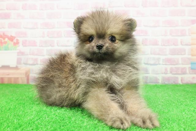 北海道のポメラニアン (Coo&RIKU岩見沢店/2025年12月1日生まれ/男の子/オレンジ)の子犬の3枚目の画像