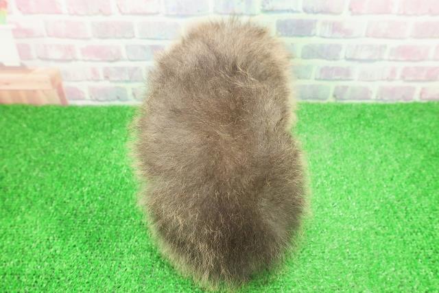 北海道のポメラニアン (Coo&RIKU岩見沢店/2025年12月1日生まれ/男の子/オレンジ)の子犬の4枚目の画像