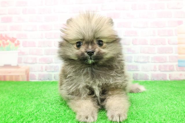 福島県のポメラニアン (Coo&RIKU会津若松店/2025年12月1日生まれ/女の子/オレンジ)の子犬の1枚目の画像