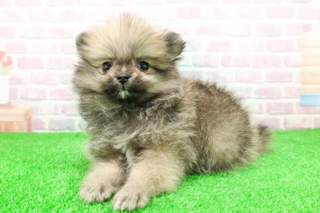 福島県のポメラニアン (Coo&RIKU会津若松店/2025年12月1日生まれ/女の子/オレンジ)の子犬の2枚目の画像