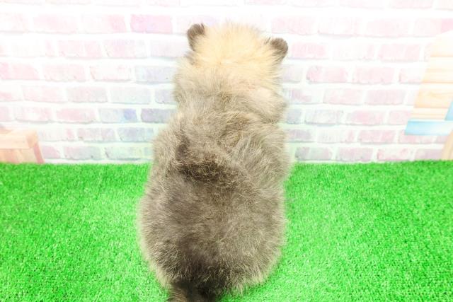 福島県のポメラニアン (Coo&RIKU会津若松店/2025年12月1日生まれ/女の子/オレンジ)の子犬の4枚目の画像