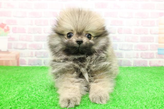 千葉県のポメラニアン (Coo&RIKU八街店/2025年12月1日生まれ/女の子/オレンジ)の子犬の1枚目の画像