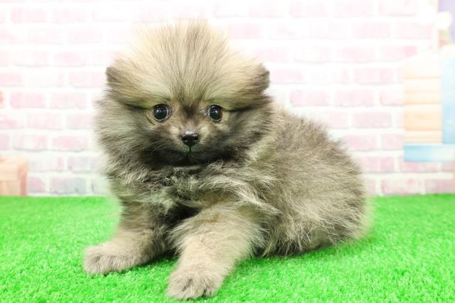 千葉県のポメラニアン (Coo&RIKU八街店/2025年12月1日生まれ/女の子/オレンジ)の子犬の2枚目の画像