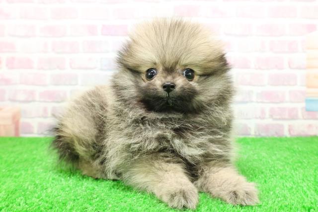 千葉県のポメラニアン (Coo&RIKU八街店/2025年12月1日生まれ/女の子/オレンジ)の子犬の3枚目の画像