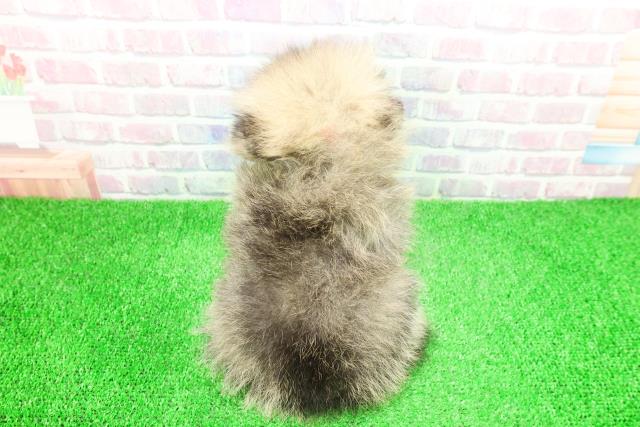 千葉県のポメラニアン (Coo&RIKU八街店/2025年12月1日生まれ/女の子/オレンジ)の子犬の4枚目の画像