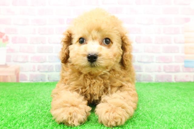 北海道のトイプードル(トイ) (Coo&RIKU旭川店/2025年11月26日生まれ/男の子/アプリコット)の子犬の1枚目の画像