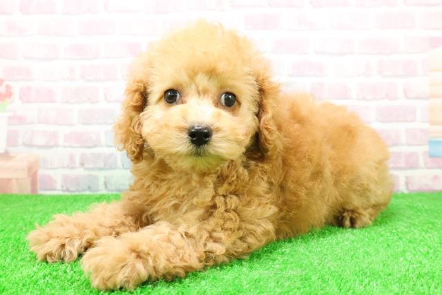 北海道のトイプードル(トイ) (Coo&RIKU旭川店/2025年11月26日生まれ/男の子/アプリコット)の子犬の2枚目の画像