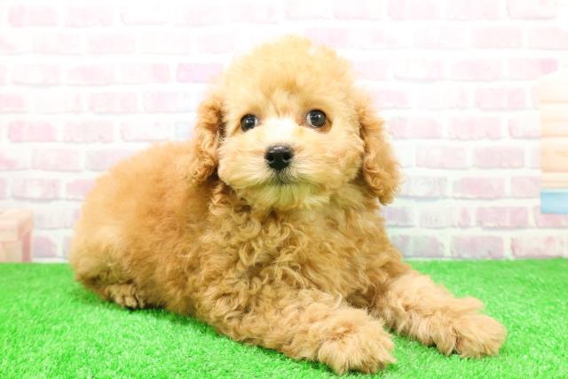 北海道のトイプードル(トイ) (Coo&RIKU旭川店/2025年11月26日生まれ/男の子/アプリコット)の子犬の3枚目の画像