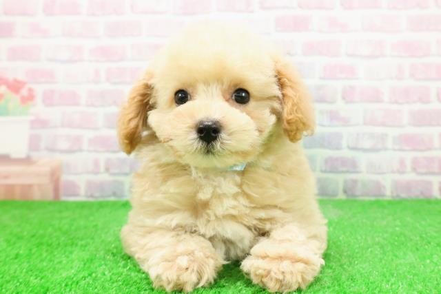 福島県のトイプードル(トイ) (Coo&RIKU福島店/2025年11月26日生まれ/男の子/アプリコット)の子犬の1枚目の画像