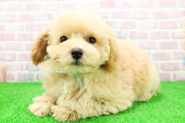 福島県のトイプードル(トイ) (Coo&RIKU福島店/2025年11月26日生まれ/男の子/アプリコット)の子犬の2枚目の画像