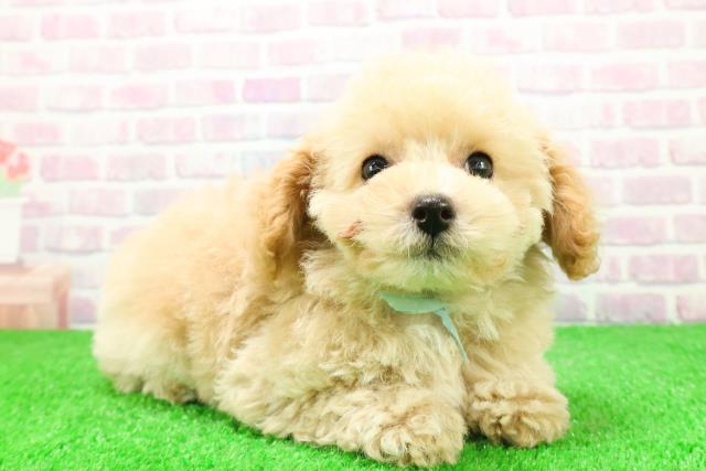 福島県のトイプードル(トイ) (Coo&RIKU福島店/2025年11月26日生まれ/男の子/アプリコット)の子犬の3枚目の画像