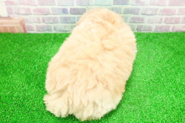 福島県のトイプードル(トイ) (Coo&RIKU福島店/2025年11月26日生まれ/男の子/アプリコット)の子犬の4枚目の画像