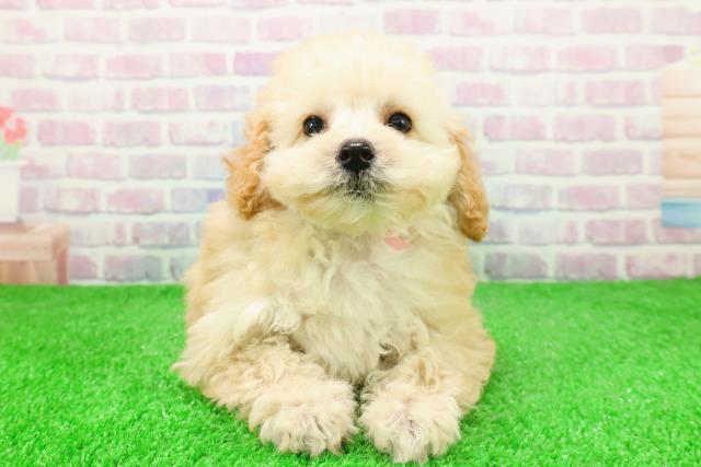 青森県のトイプードル(トイ) (Coo&RIKU八戸店/2025年11月26日生まれ/女の子/アプリコット)の子犬の1枚目の画像