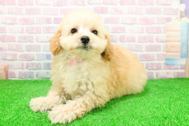 青森県のトイプードル(トイ) (Coo&RIKU八戸店/2025年11月26日生まれ/女の子/アプリコット)の子犬の2枚目の画像