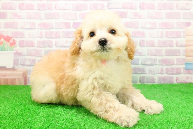 青森県のトイプードル(トイ) (Coo&RIKU八戸店/2025年11月26日生まれ/女の子/アプリコット)の子犬の3枚目の画像