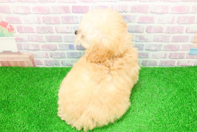 青森県のトイプードル(トイ) (Coo&RIKU八戸店/2025年11月26日生まれ/女の子/アプリコット)の子犬の4枚目の画像