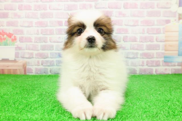 北海道のパピヨン (Coo&RIKU札幌東店/2025年11月26日生まれ/男の子/ホワイトブラウン)の子犬