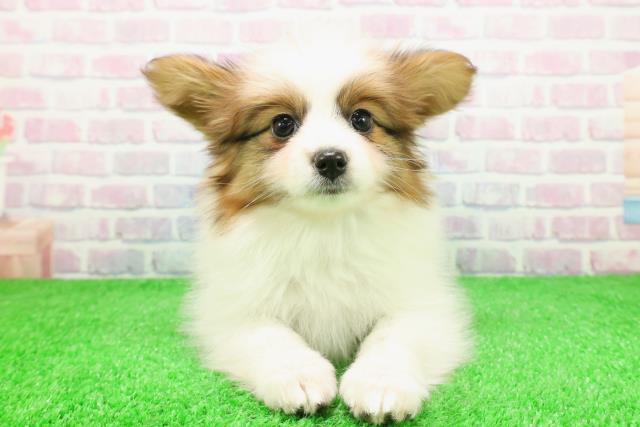 青森県のパピヨン (Coo&RIKU八戸店/2025年11月26日生まれ/男の子/ホワイトブラウン)の子犬の1枚目の画像