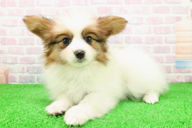 青森県のパピヨン (Coo&RIKU八戸店/2025年11月26日生まれ/男の子/ホワイトブラウン)の子犬の2枚目の画像