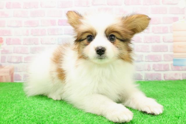 青森県のパピヨン (Coo&RIKU八戸店/2025年11月26日生まれ/男の子/ホワイトブラウン)の子犬の3枚目の画像