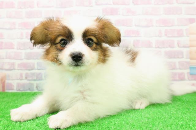 秋田県のパピヨン (Coo&RIKU秋田店/2025年11月26日生まれ/男の子/ホワイトブラウン)の子犬の2枚目の画像