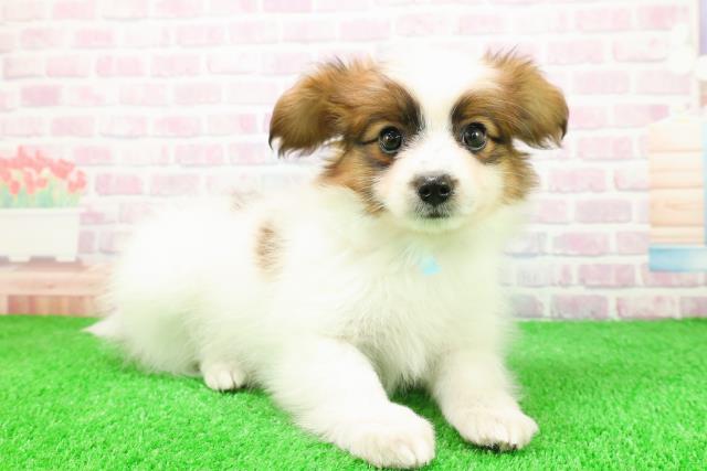 秋田県のパピヨン (Coo&RIKU秋田店/2025年11月26日生まれ/男の子/ホワイトブラウン)の子犬の3枚目の画像