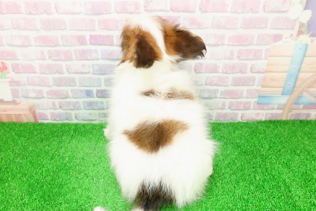 秋田県のパピヨン (Coo&RIKU秋田店/2025年11月26日生まれ/男の子/ホワイトブラウン)の子犬の4枚目の画像