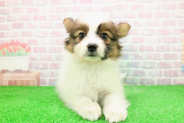 福島県のパピヨン (Coo&RIKU郡山店/2025年11月26日生まれ/男の子/ホワイトブラウン)の子犬の1枚目の画像